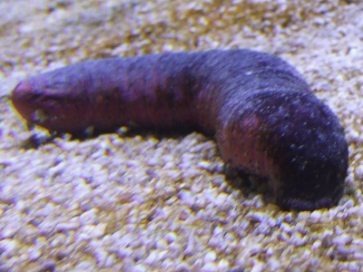 Holothuroidea_(Sea_cucumber_feeding)