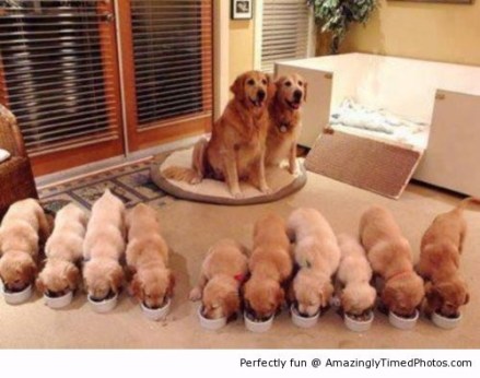 a-big-happy-dog-family-resizecrop--