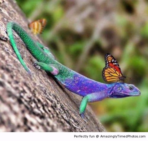 Beautiful-resizecrop--