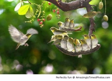 Birds-are-beautiful-to-see-resizecrop--
