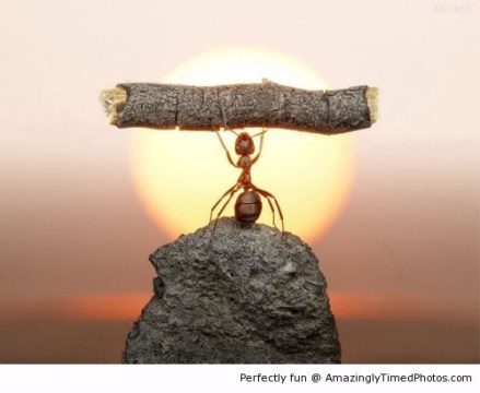 Little-ant-caught-weight-lifting-resizecrop--